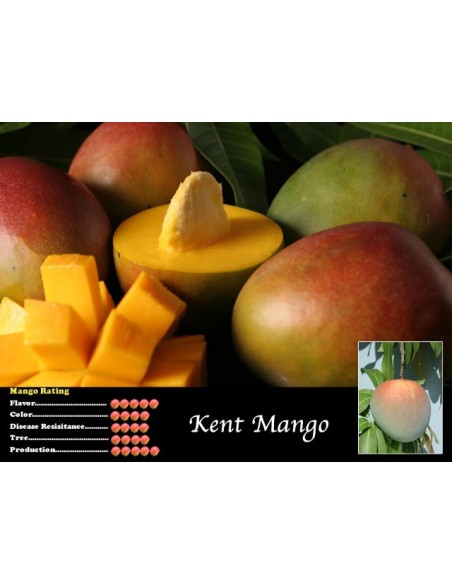 Kent Mango for sale - Grafted plant from Mexico (Mangifera indica) Kent Mango for sale - Grafted plant from Mexico (Mangifera indica)