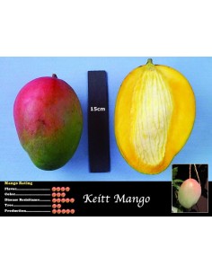 Keitt Mango for sale - Grafted plant from Mexico (Mangifera indica) 2
