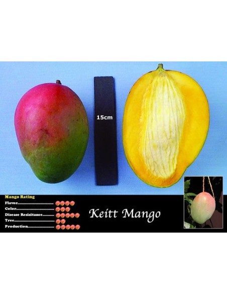 Mango Keitt 1 Arbolito (Mangifera indica) Vivero on line Arboles exoticos