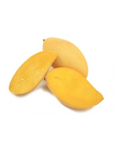 ''Oro'' Mango for sale - Grafted plant from Mexico (Mangifera indica)