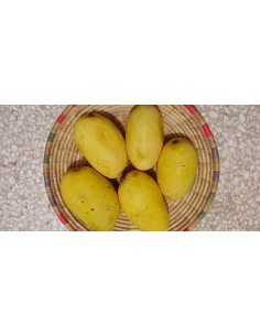 ''Diplomatico'' Mango Tree for sale - Grafted plant from Mexico (Mangifera indica)