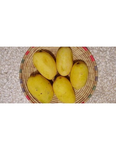1 Arbolito de Mango ''Diplomat'' - Diplomatico (Mangifera indica) Plantas injertadas