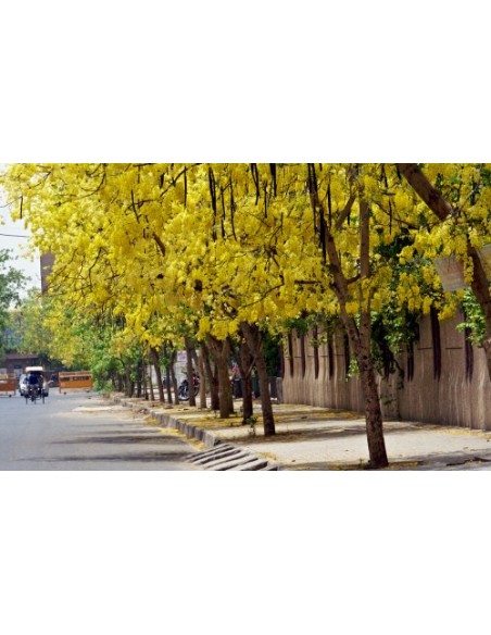 1 Arbolito de  Lluvia de oro (Cassia fistula) Baño de oro Hermosas flores doradas! wow
