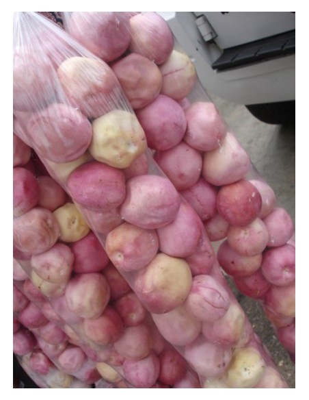 Coco Plum (Chrysobalanus icaco) Native From Mexico, for sale Order online