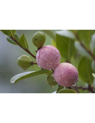 Coco Plum (Chrysobalanus icaco) Native From Mexico, for sale Order online