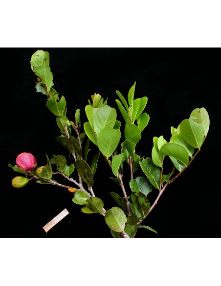 Coco Plum (Chrysobalanus icaco) Native From Mexico, for sale Order online