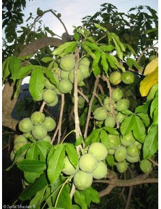 1 Arbolito Zapote blanco (Casimiroa edulis) Pera criolla, matasano, Sapote, Arbol medicinal 2