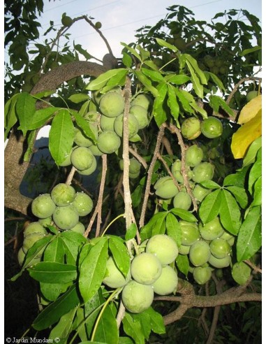 1 Arbolito Zapote blanco (Casimiroa edulis) Pera criolla, matasano, Sapote, Arbol medicinal