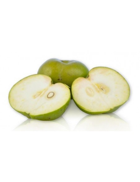 1 Arbolito Zapote blanco (Casimiroa edulis) Pera criolla, matasano, Sapote, Arbol medicinal