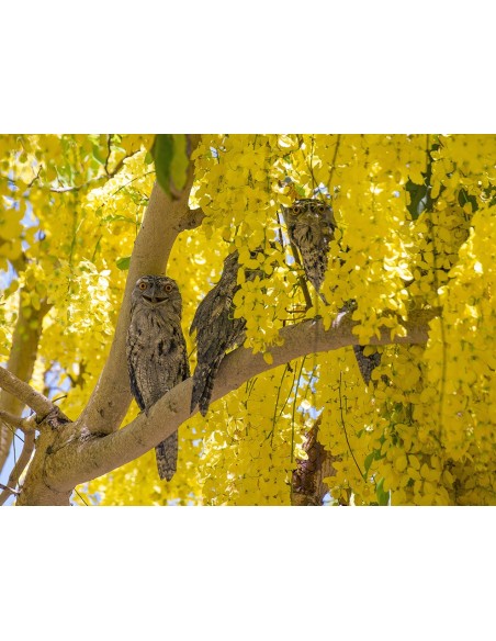 1 Arbolito de  Lluvia de oro (Cassia fistula) Baño de oro Hermosas flores doradas! wow