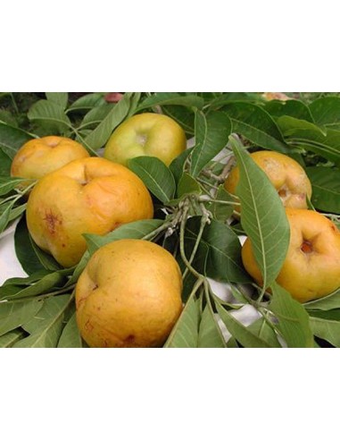 White sapote (Casimiroa edulis) RARE TROPCAIL TREE from Central america