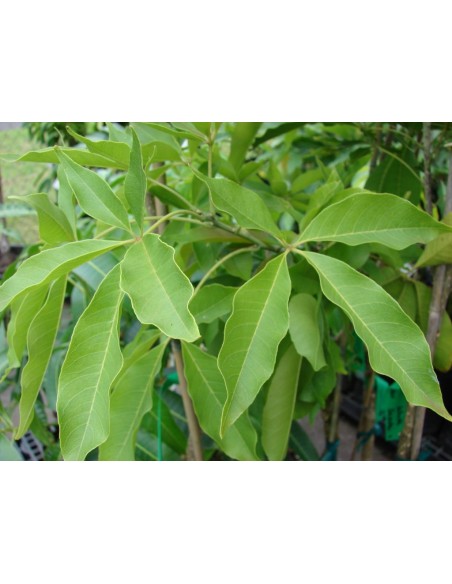 White sapote (Casimiroa edulis) RARE TROPCAIL TREE from Central america White sapote (Casimiroa edulis) RARE TROPCAIL TREE from Central america