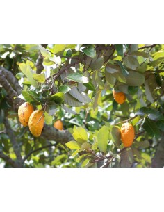 Hairy zapote fruit - Rare from Mexican jungles (Licania platypus) edible - For sale rare fruits from the world. 2