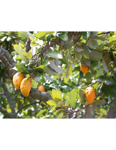 Zapote cabello - Licania platypus 1 arbolito en Venta para sembrar, VIVERO FRUTALES NATIVOS