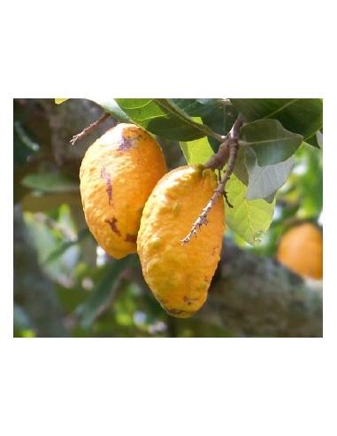 Hairy zapote fruit - Rare from Mexican jungles (Licania platypus) edible - For sale rare fruits from the world.