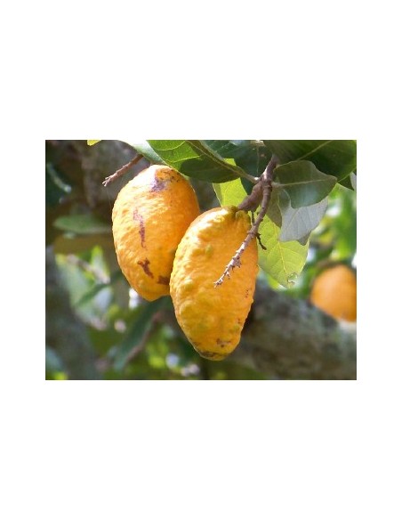 Zapote cabello - Licania platypus 1 arbolito en Venta para sembrar, VIVERO FRUTALES NATIVOS