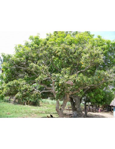 Zapote cabello - Licania platypus 1 arbolito en Venta para sembrar, VIVERO FRUTALES NATIVOS