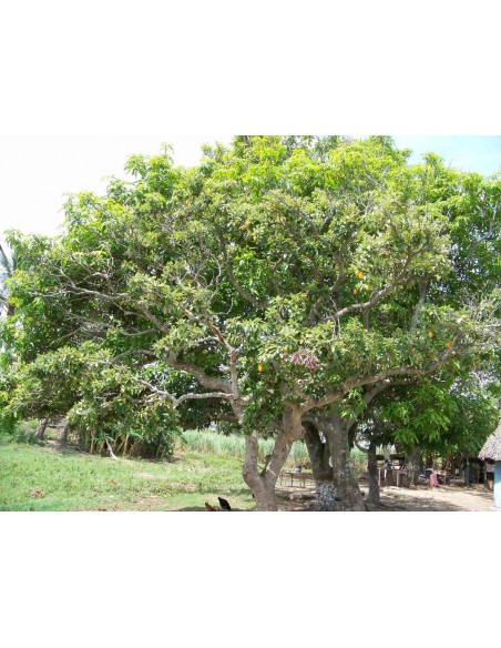 Zapote cabello - Licania platypus 1 arbolito en Venta para sembrar, VIVERO FRUTALES NATIVOS