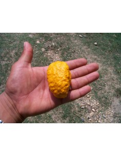 Hairy zapote fruit - Rare from Mexican jungles (Licania platypus) edible - For sale rare fruits from the world.