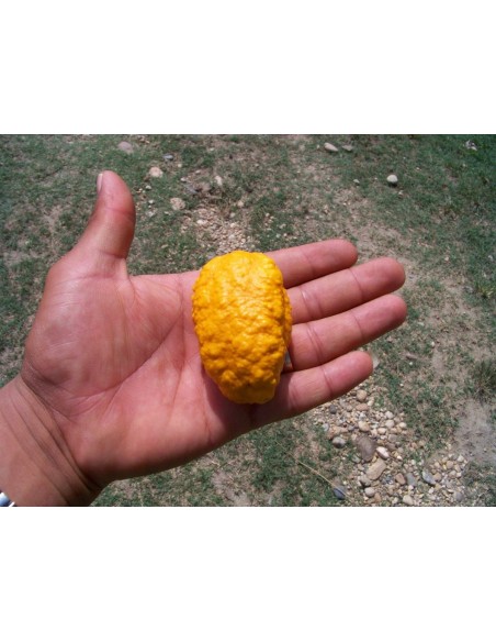 Hairy zapote fruit - Rare from Mexican jungles (Licania platypus) edible - For sale rare fruits from the world.