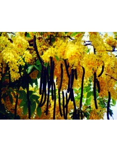 1 Arbolito de  Lluvia de oro (Cassia fistula) Baño de oro Hermosas flores doradas! wow