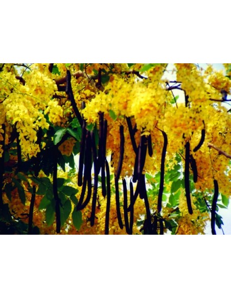 1 Arbolito de  Lluvia de oro (Cassia fistula) Baño de oro Hermosas flores doradas! wow