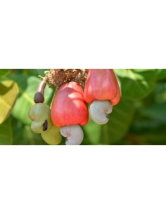 1 Rare Cashew nut tree (Anacardium occidentale) Unique Mexican form, red fruits For sale