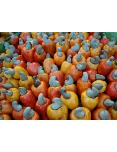 1 Arbolito de Nuez de la India, Marañon rojo (Anacardium occidentale) Anacardo, Plantas Venta en Linea 2