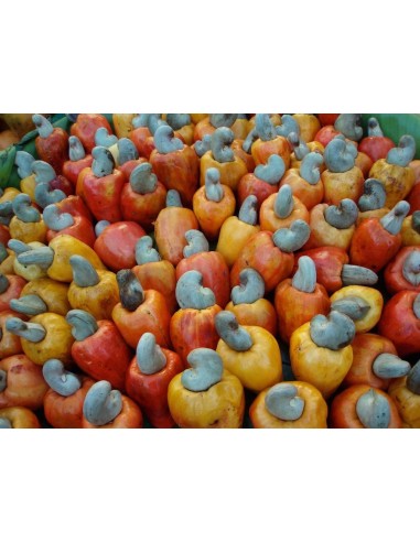 1 Rare Cashew nut tree (Anacardium occidentale) Unique Mexican form, red fruits For sale