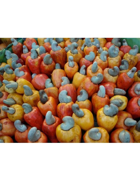 1 Rare Cashew nut tree (Anacardium occidentale) Unique Mexican form, red fruits For sale