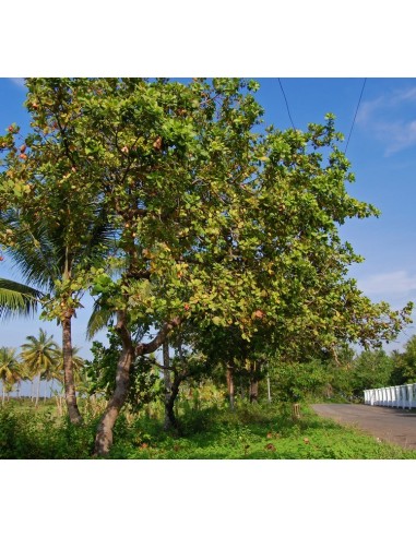 1 Rare Cashew nut tree (Anacardium occidentale) Unique Mexican form, red fruits For sale