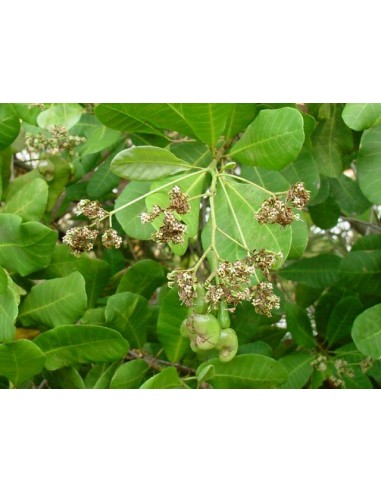 1 Arbolito de Nuez de la India, Marañon rojo (Anacardium occidentale) Anacardo, Plantas Venta en Linea