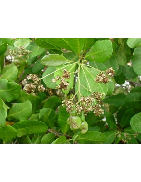 1 Arbolito de Nuez de la India, Marañon rojo (Anacardium occidentale) Anacardo, Plantas Venta en Linea