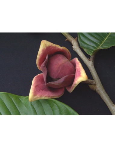 1 Arbolito de Soncoya (Annona purpurea) Cabeza de negro, Ilama Frutal tropical Exotico.