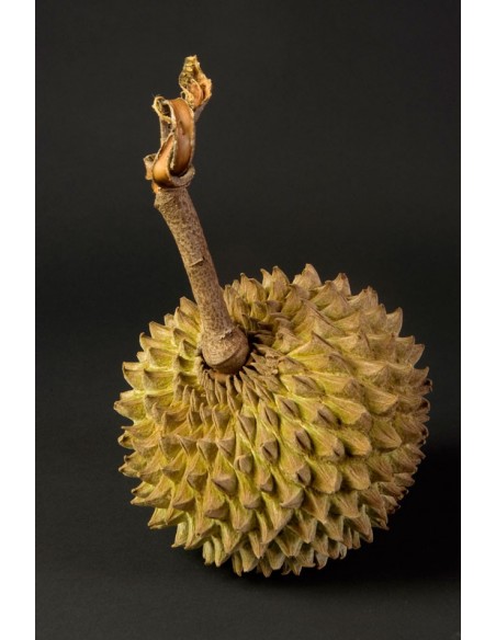 Soncoya fruit (Annona purpurea) Live plants - Grafted for sale Worldwide shipping