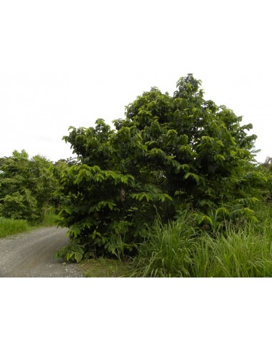 1 Arbolito de Soncoya (Annona purpurea) Cabeza de negro, Ilama Frutal tropical Exotico.
