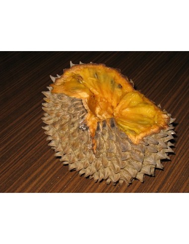 1 Arbolito de Soncoya (Annona purpurea) Cabeza de negro, Ilama Frutal tropical Exotico.