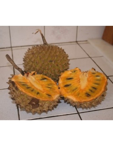 Soncoya fruit (Annona purpurea) Live plants - Grafted for sale Worldwide shipping