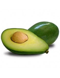 Choquette avocado (persea americana) Grafted trees - Online plant nusery 2