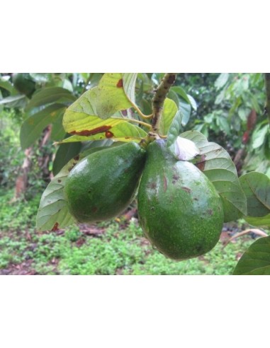 1 Arbolito de Aguacate Choquette (Persea americana) Venta de arboles de Vivero