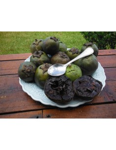 1 Arbolito de Zapote negro (Diospyros digyna) Sapote prieto, Ebano frutal Mexicano