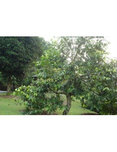1 Arbolito de Zapote negro (Diospyros digyna) Sapote prieto, Ebano frutal Mexicano 2