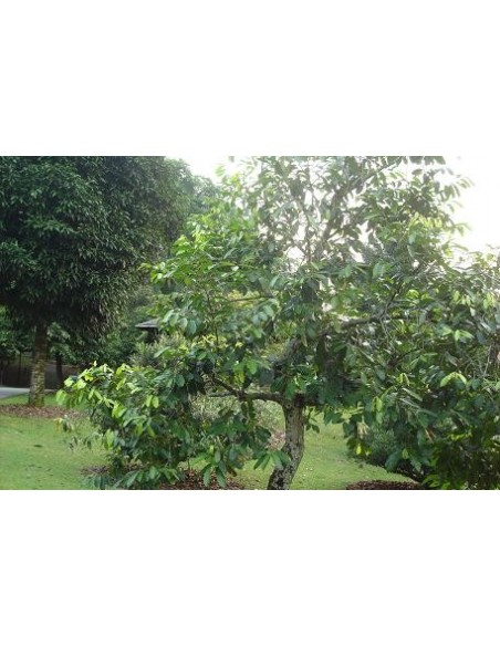Black zapote Fruit Chocolate fruit tree (Diospyros digyna) Rare Black zapote Fruit Chocolate fruit tree (Diospyros digyna) Rare