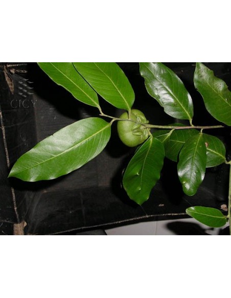 Black zapote Fruit Chocolate fruit tree (Diospyros digyna) Rare Black zapote Fruit Chocolate fruit tree (Diospyros digyna) Rare