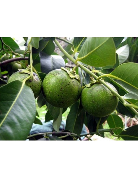 1 Arbolito de Zapote negro (Diospyros digyna) Sapote prieto, Ebano frutal Mexicano 1 Arbolito de Zapote negro (Diospyros digyna) Sapote prieto, Ebano frutal Mexicano