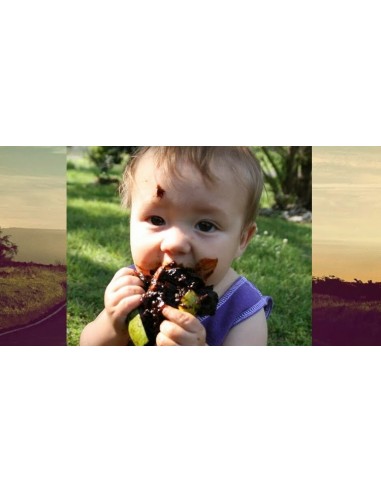 Black zapote Fruit Chocolate fruit tree (Diospyros digyna) Rare