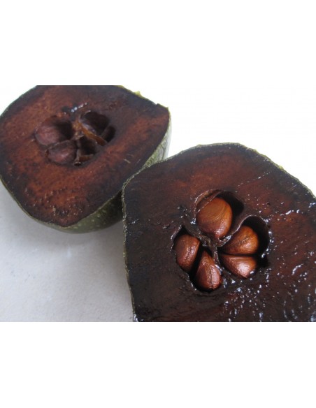 Black zapote Fruit Chocolate fruit tree (Diospyros digyna) Rare Black zapote Fruit Chocolate fruit tree (Diospyros digyna) Rare