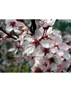 1 Arbolito de  Ciruelo pissardi Morado - Prunus cerasifera Var. atropurpureum - Ciruelo de japon o ciruelo rojo