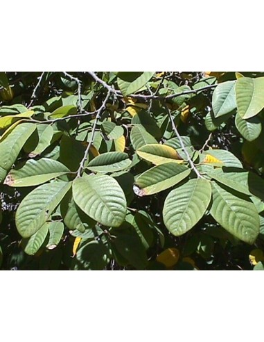 Cherimoya fruit Live tree (Annona cherimola) Rare tropical fruits from Mexico