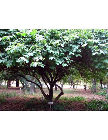 1 Arbolito de Chirimoya (Annona cherimola) Chirimoyo, Arboles frutales, Venta en veracruz